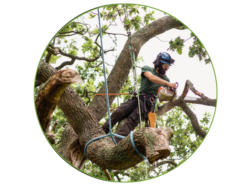 Professional tree removal service in Columbia SC removing a large tree safely from a residential property