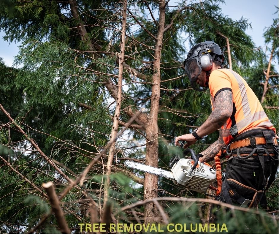 ISA certified arborist safely removing a hazardous tree in Irmo SC