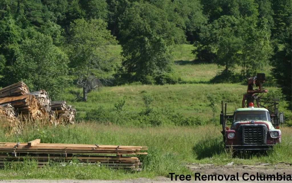 Lot and land clearing service in Columbia SC near Forest Acres using modern land clearing equipment