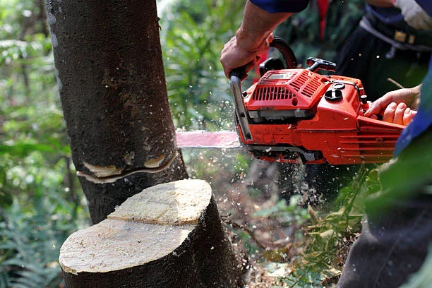 Man removing a tree stump with professional equipment in Columbia SC yard