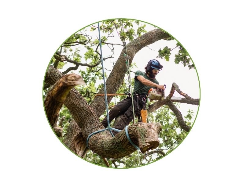 Professional tree removal service in Columbia SC removing a large tree safely from a residential property