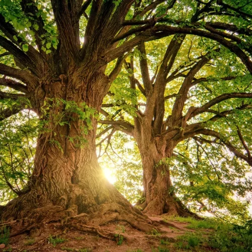 Professional tree removal in Columbia SC by certified arborists safely removing a large tree”
