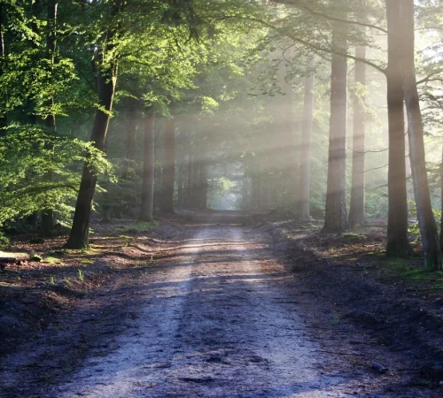 tree service West Columbia SC stump grinding removal