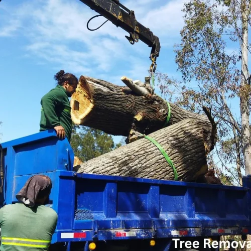 Large crane-assisted tree removal in Columbia SC by certified arborists safely dismantling a hazardous tree
