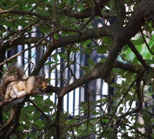 tree removal Cayce SC emergency tree service