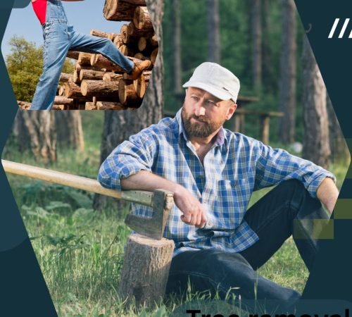 Professional tree removal service in Columbia SC safely removing a large tree